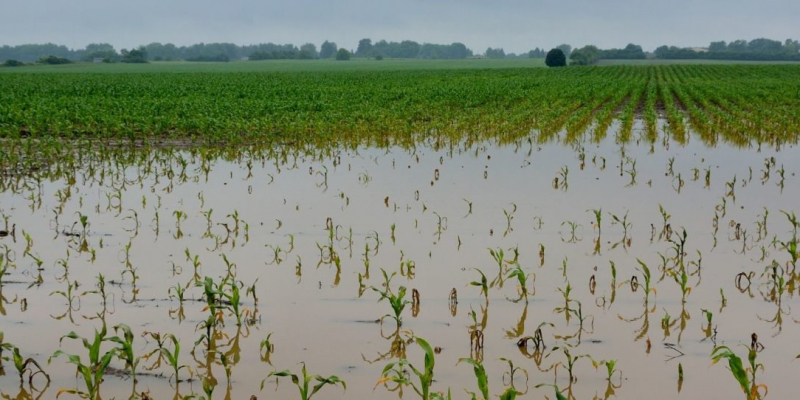 field of harvested crops